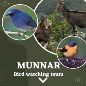 birding page link